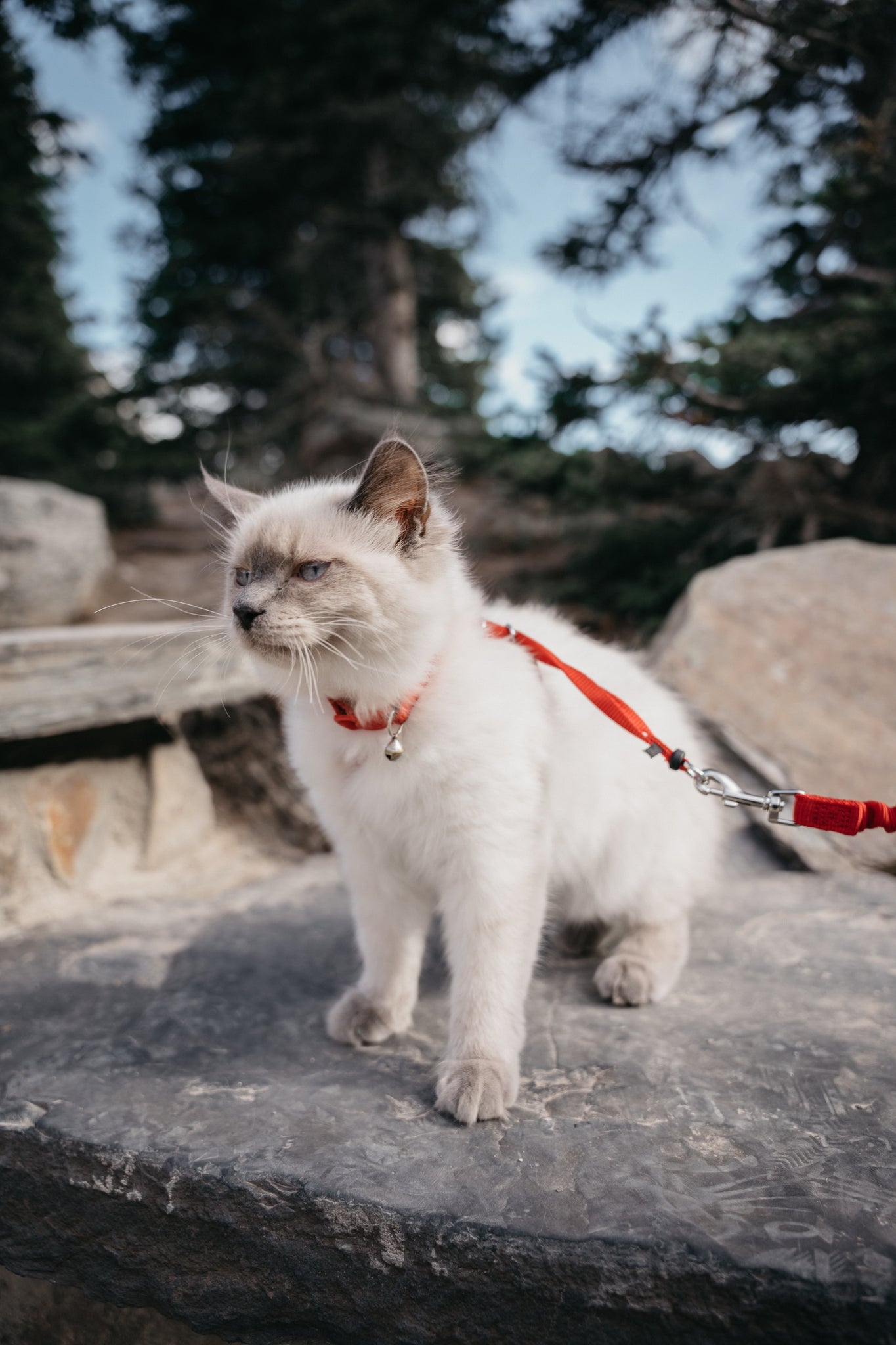 Why Do Cats Collapse in a Harness? Understanding the Reaction and Outdoor Training Tips