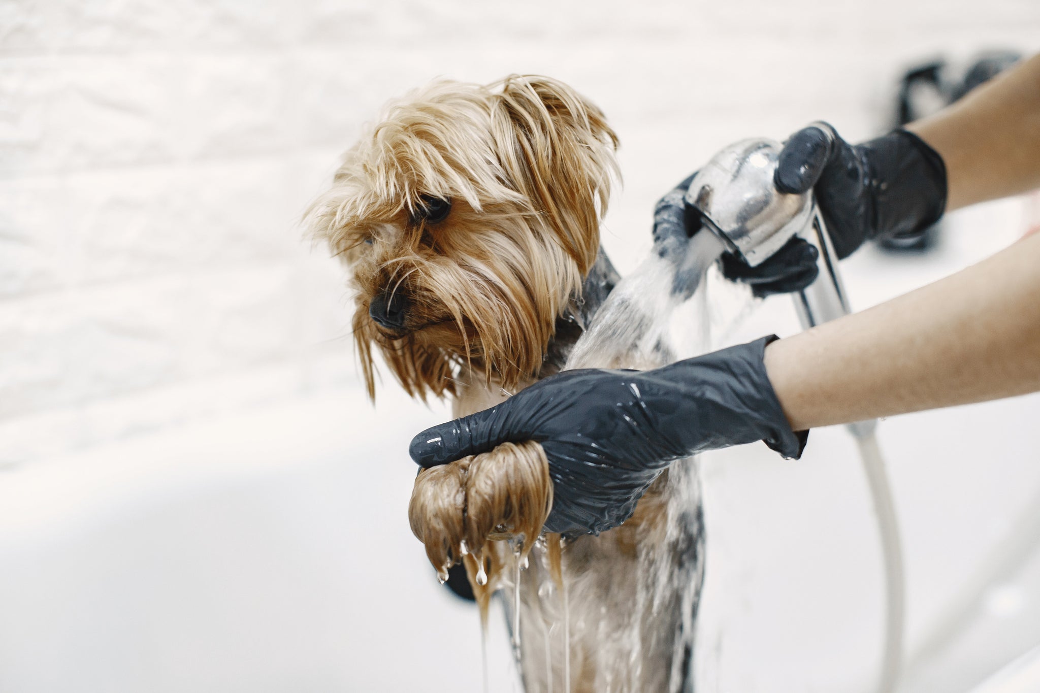 Combatting Dry, Itchy Dog Skin in Winter: 10 Vet-Verified Tips